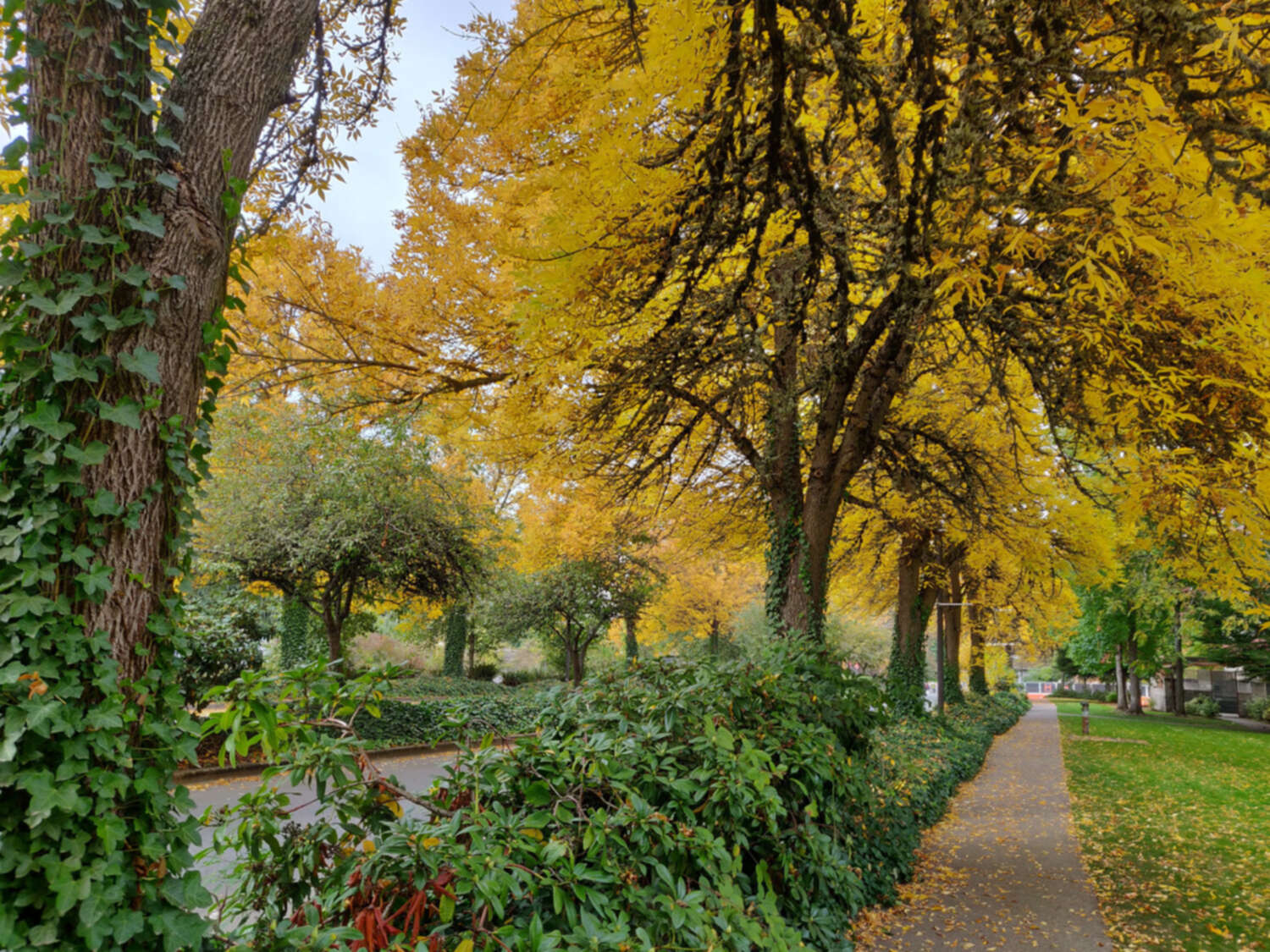 A photo of trees in Eugene, Oregon in the autumn.